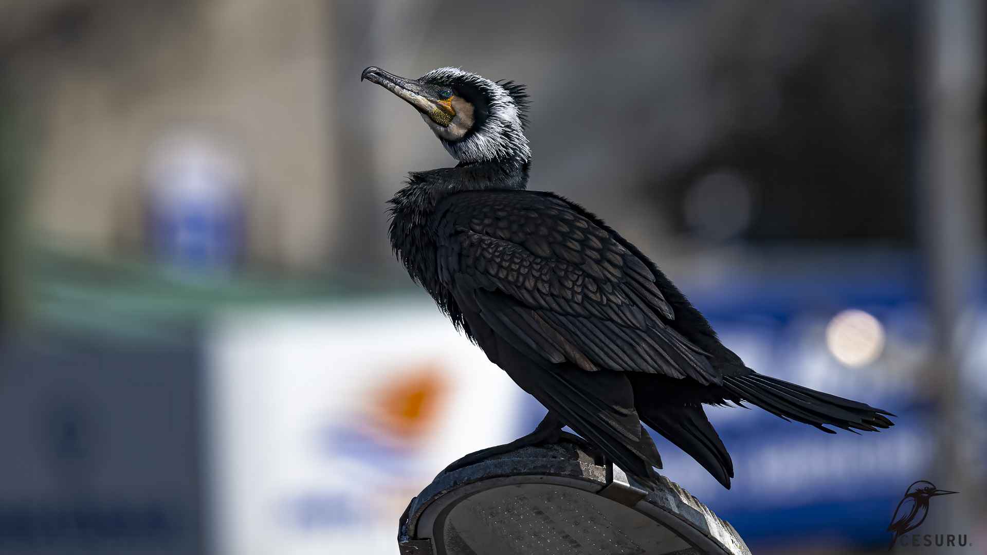 Karabatak